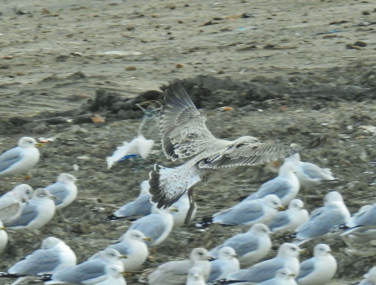 Great Black-backed Gull - ML645238409