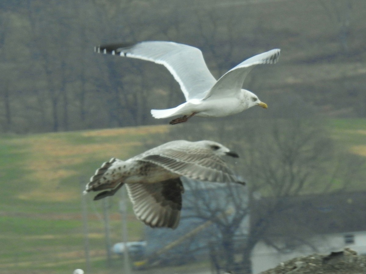 Great Black-backed Gull - ML645238410