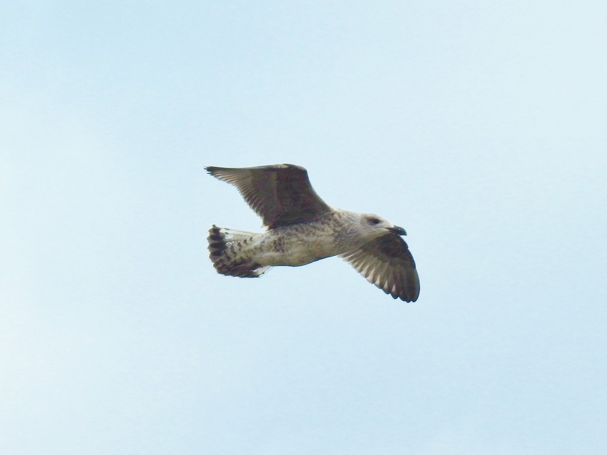 Great Black-backed Gull - ML645238413
