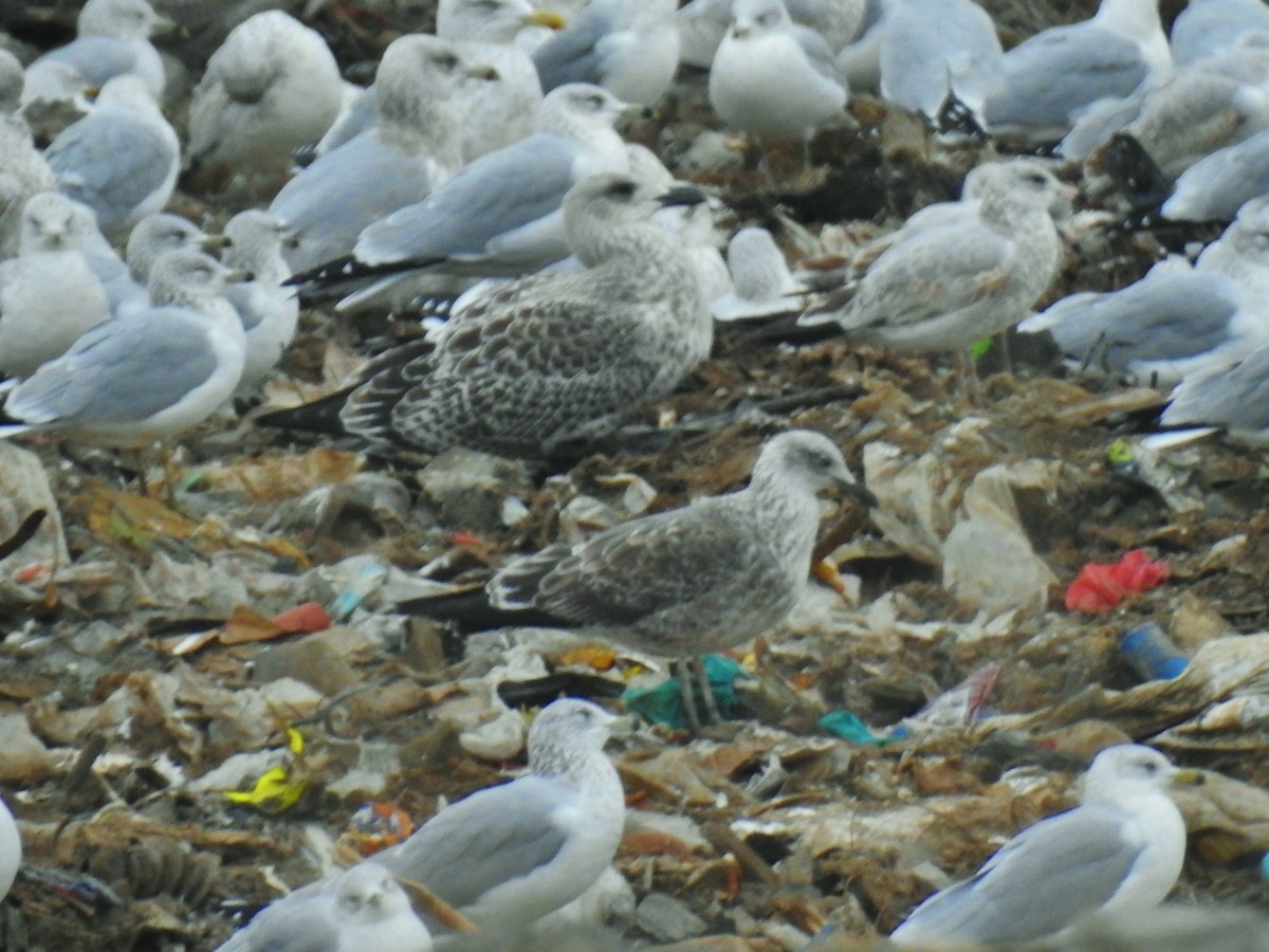 Great Black-backed Gull - ML645238415