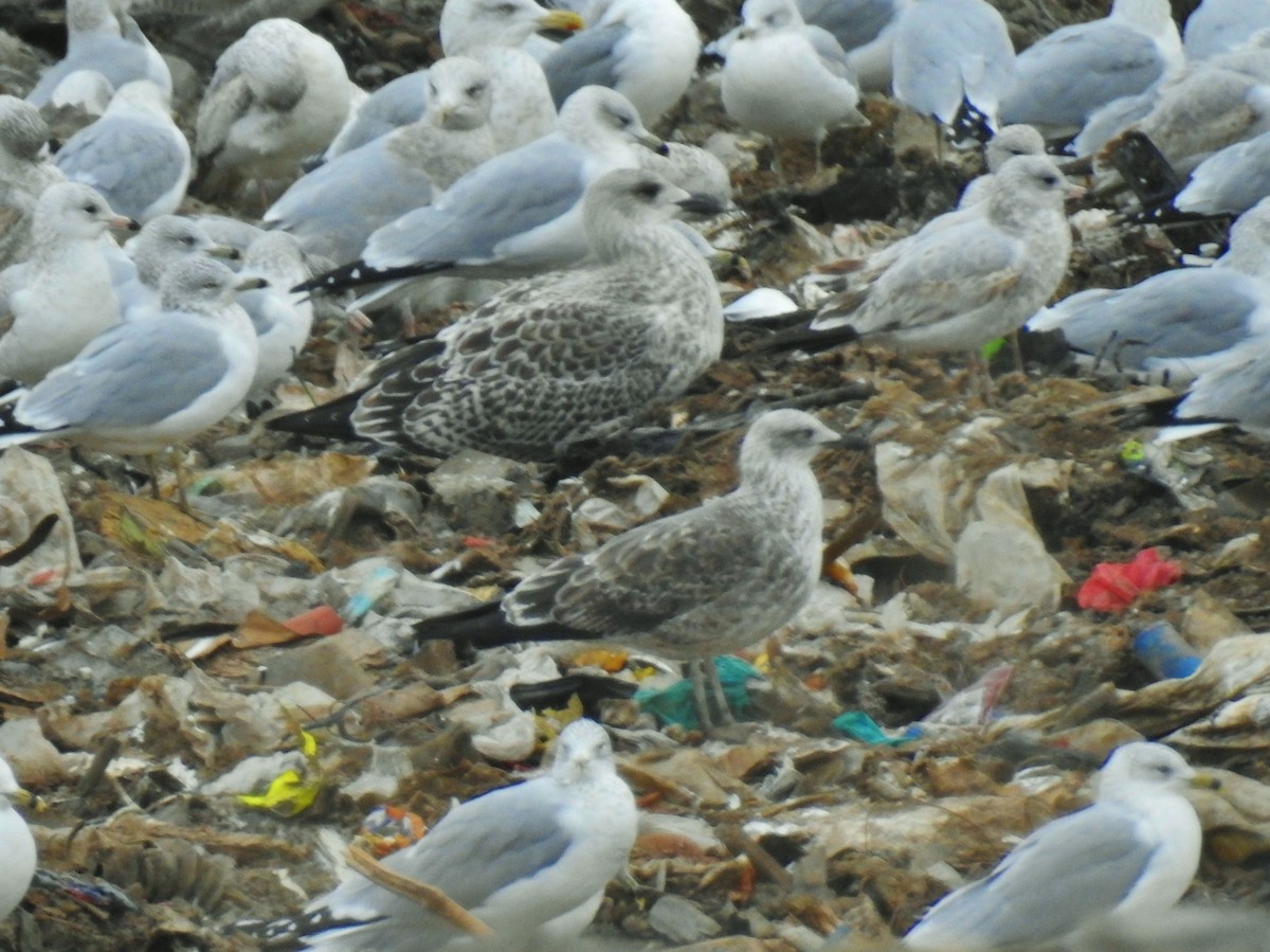 Great Black-backed Gull - ML645238417