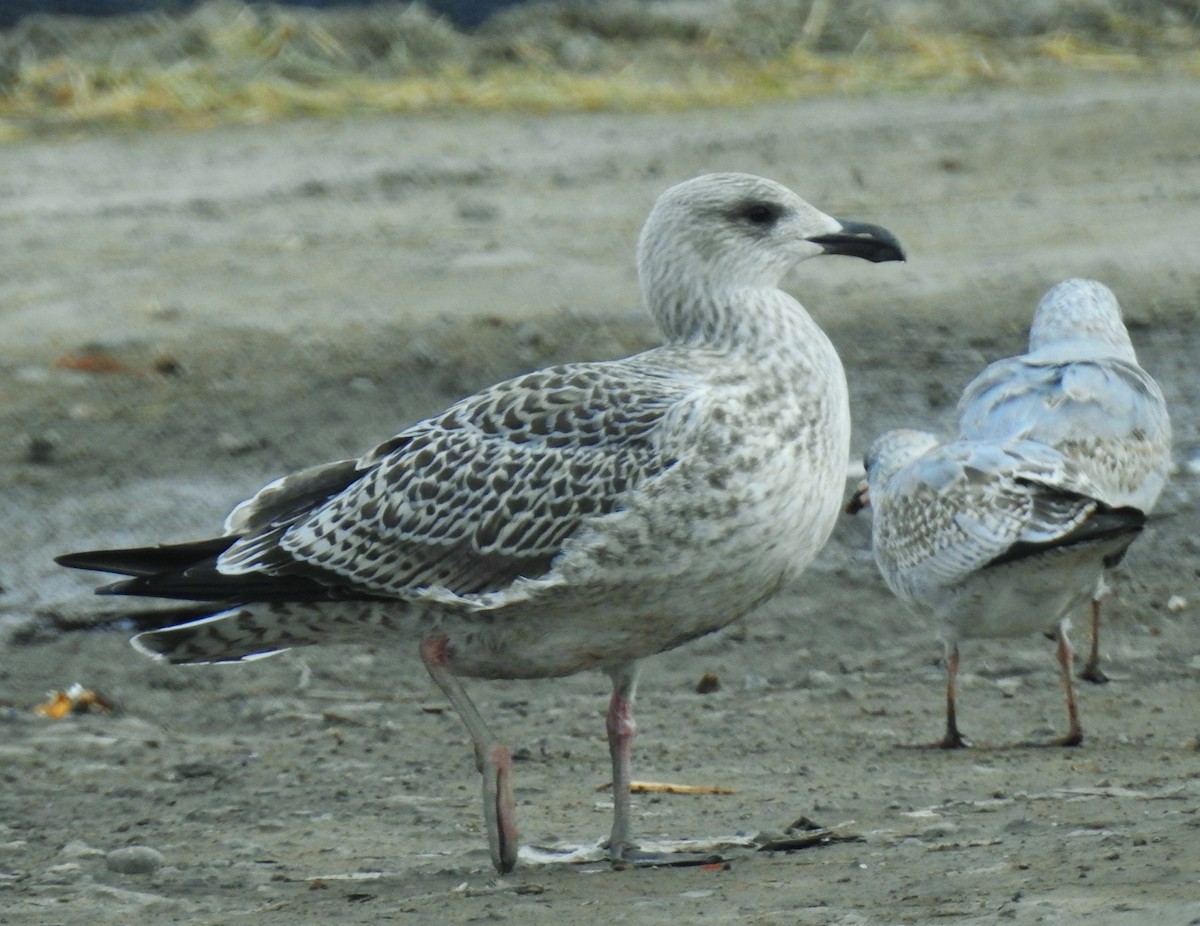 Great Black-backed Gull - ML645238418