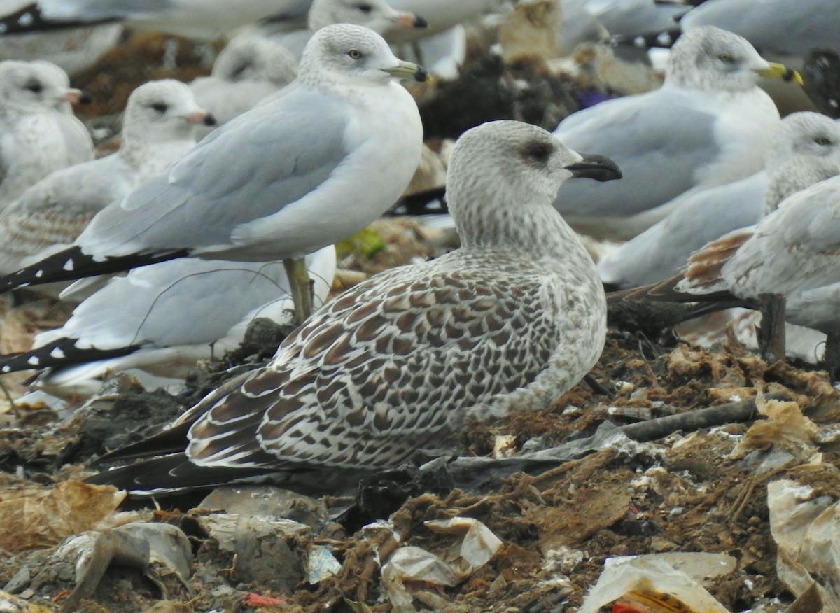 Great Black-backed Gull - ML645238419