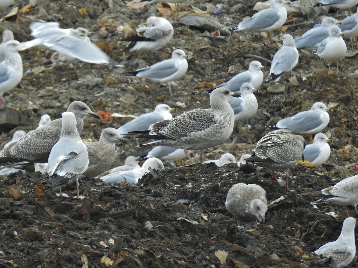 Great Black-backed Gull - ML645238420