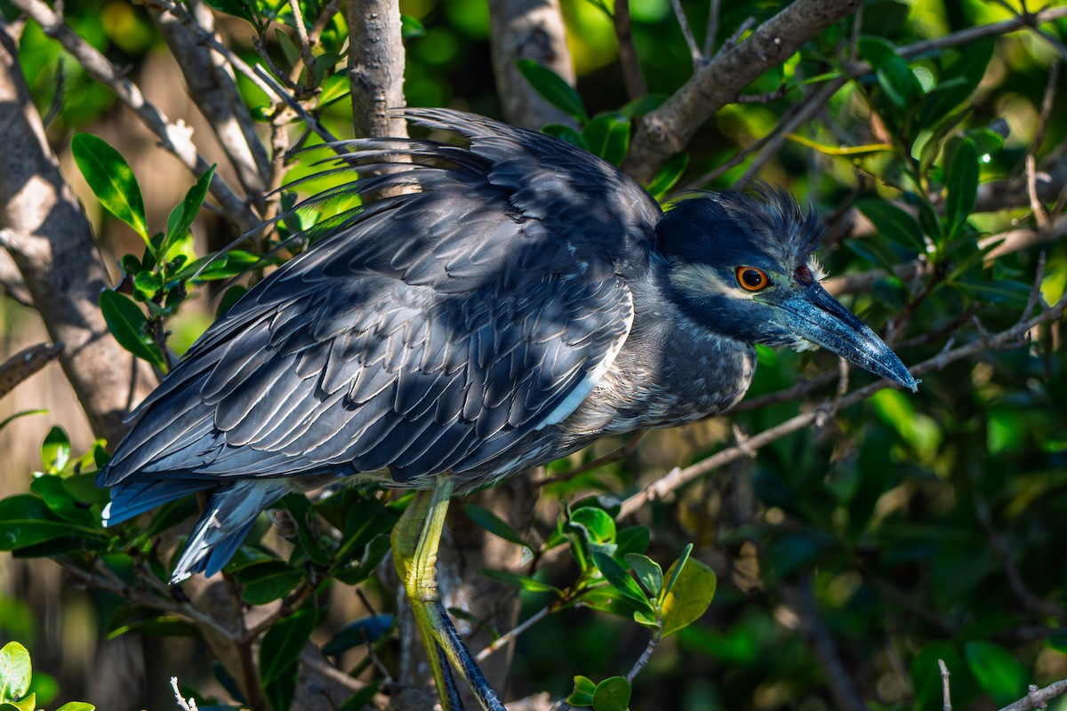 Квак чорногорлий - ML645238426