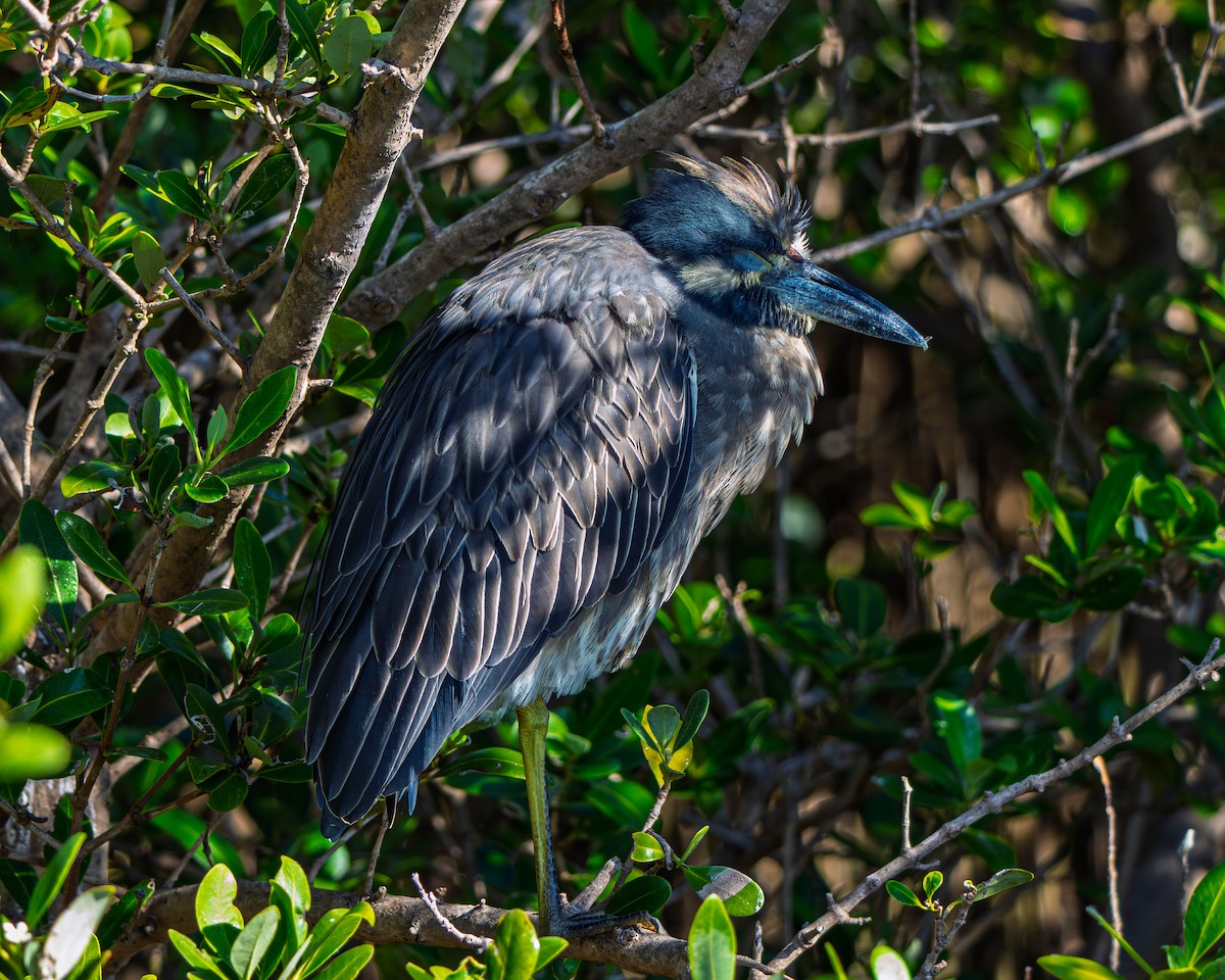 Квак чорногорлий - ML645238427