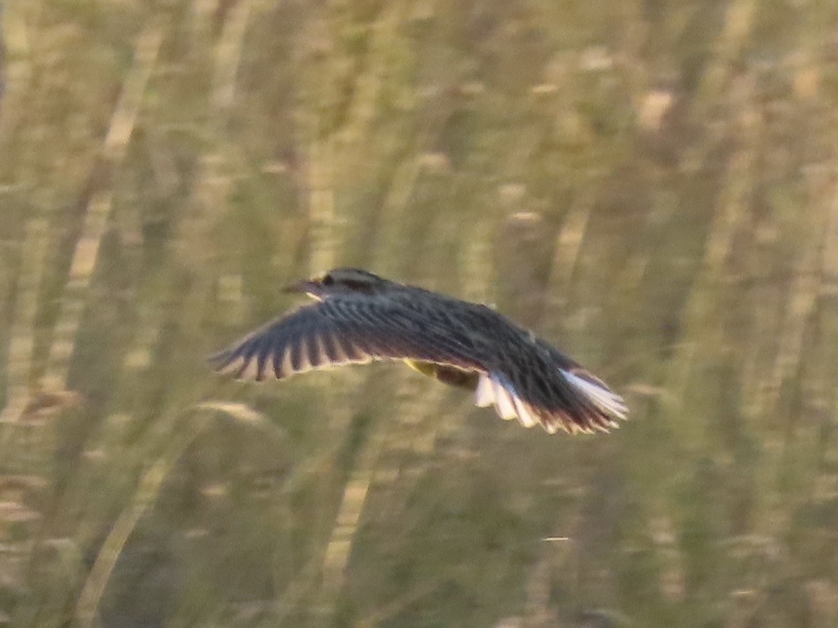 Western/Eastern Meadowlark - ML645238434