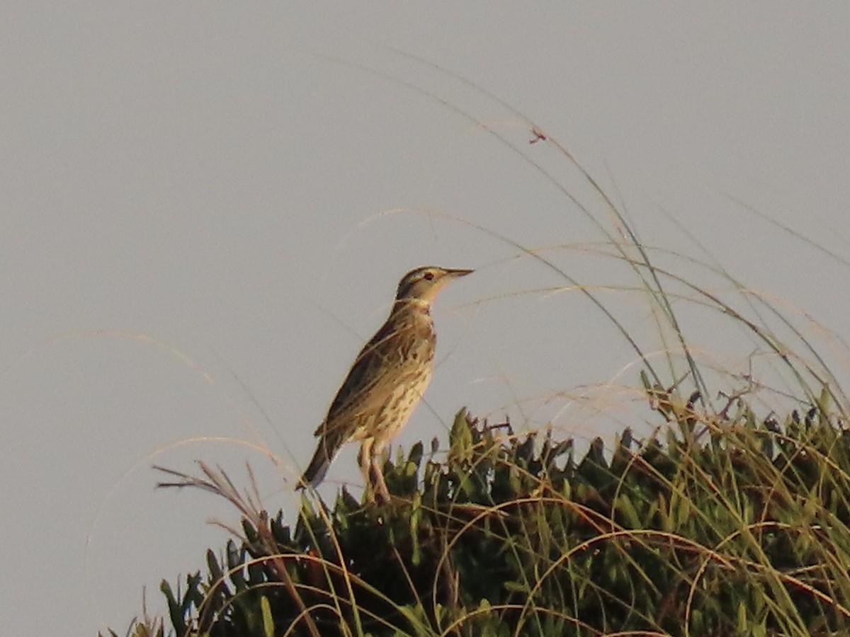 Western/Eastern Meadowlark - ML645238435