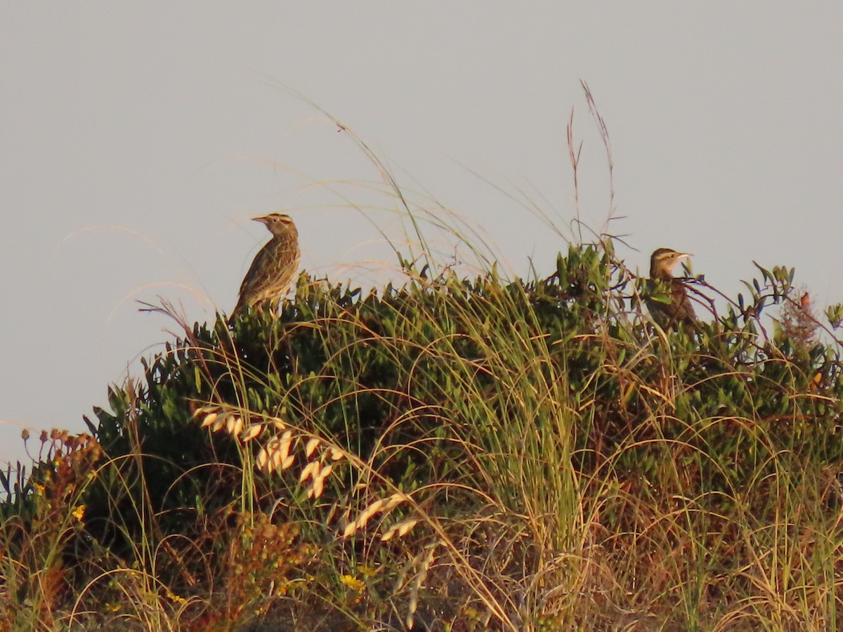 Western/Eastern Meadowlark - ML645238437