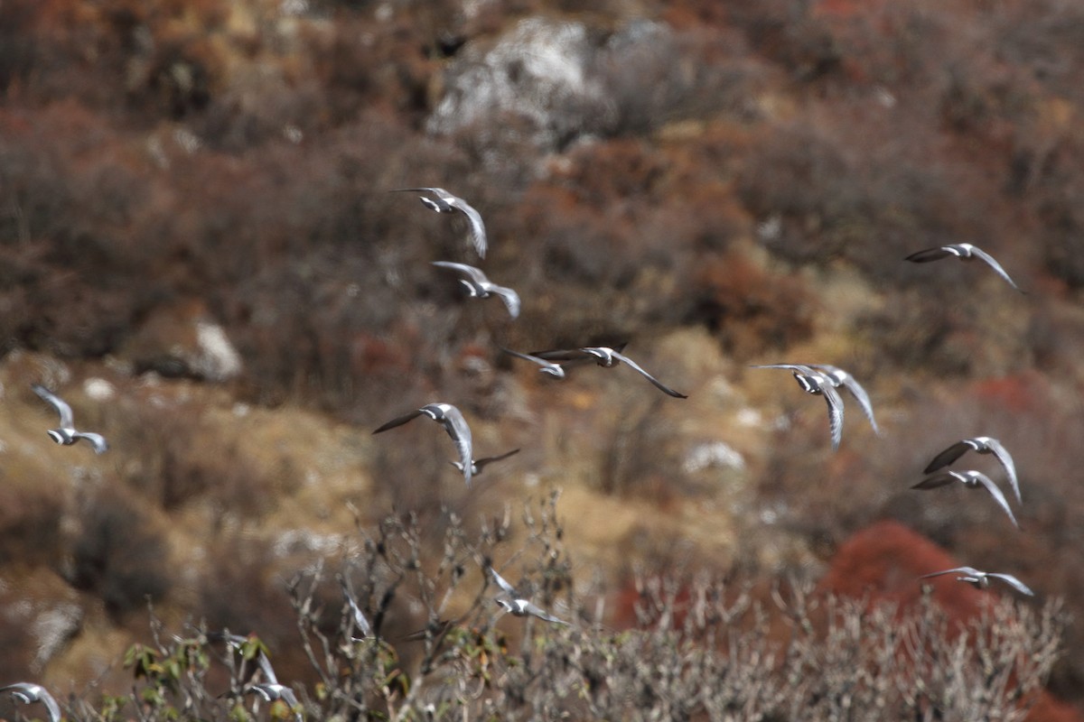 Голуб білоспинний - ML645238442