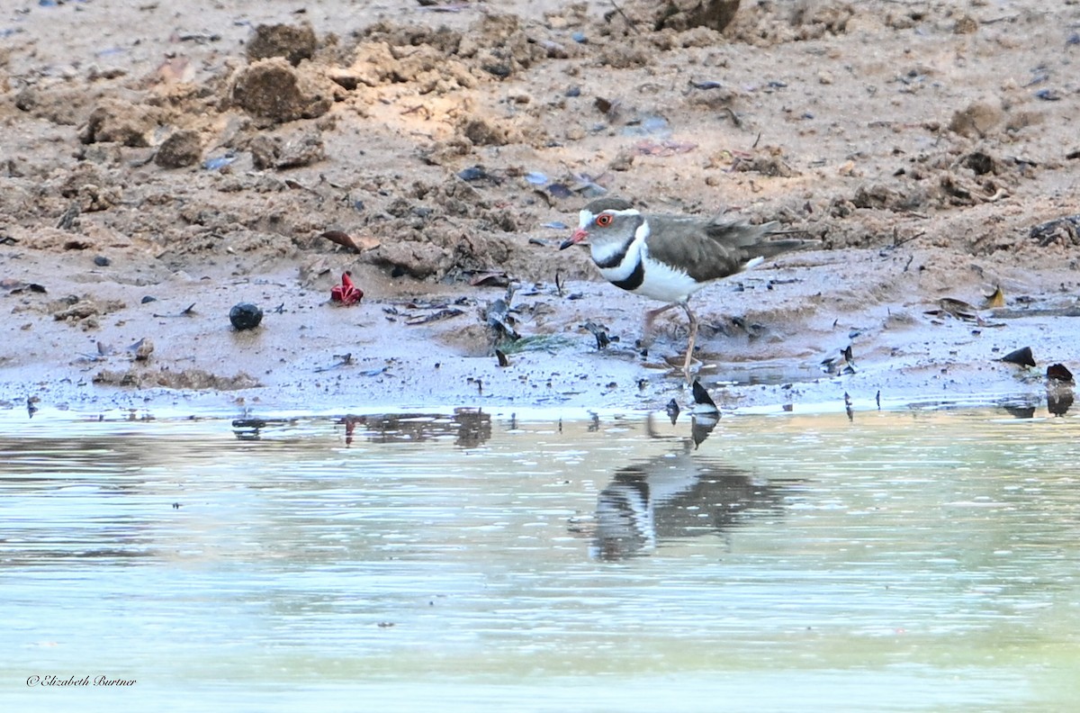 Three-banded Plover - ML645238444