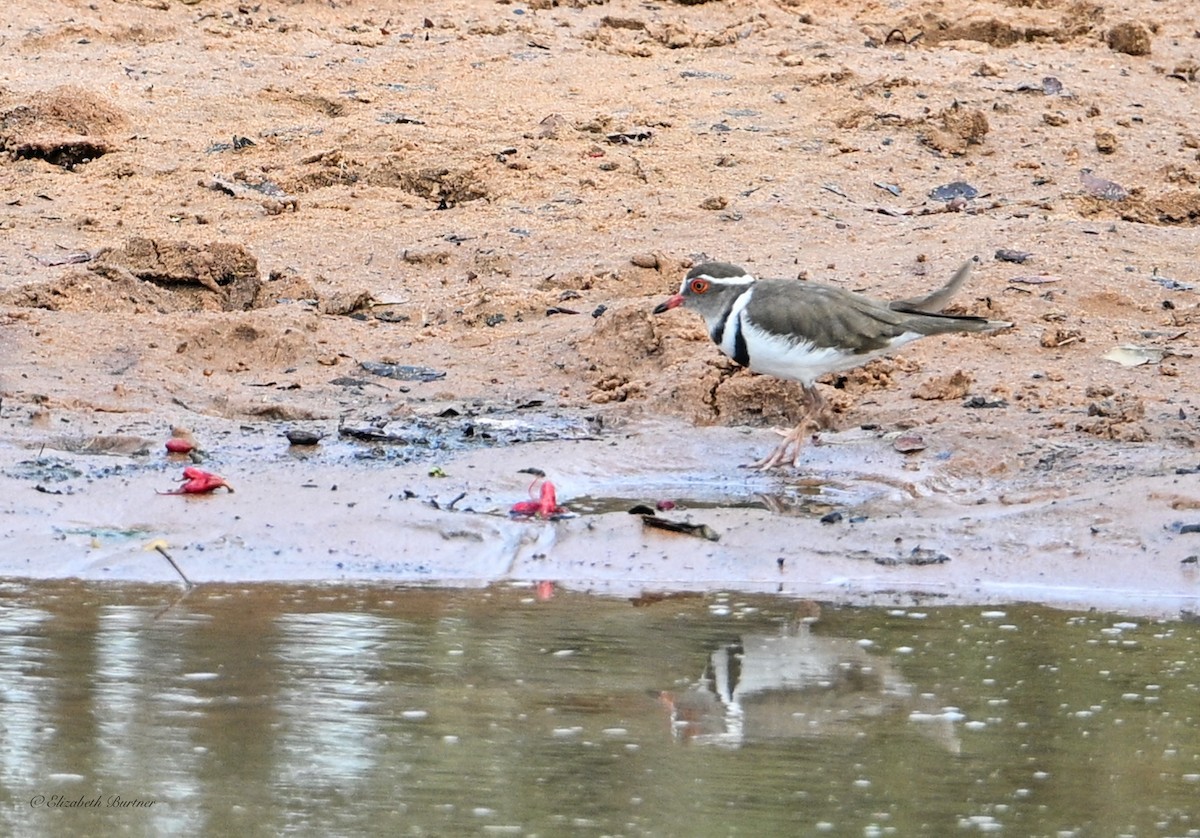 Three-banded Plover - ML645238445