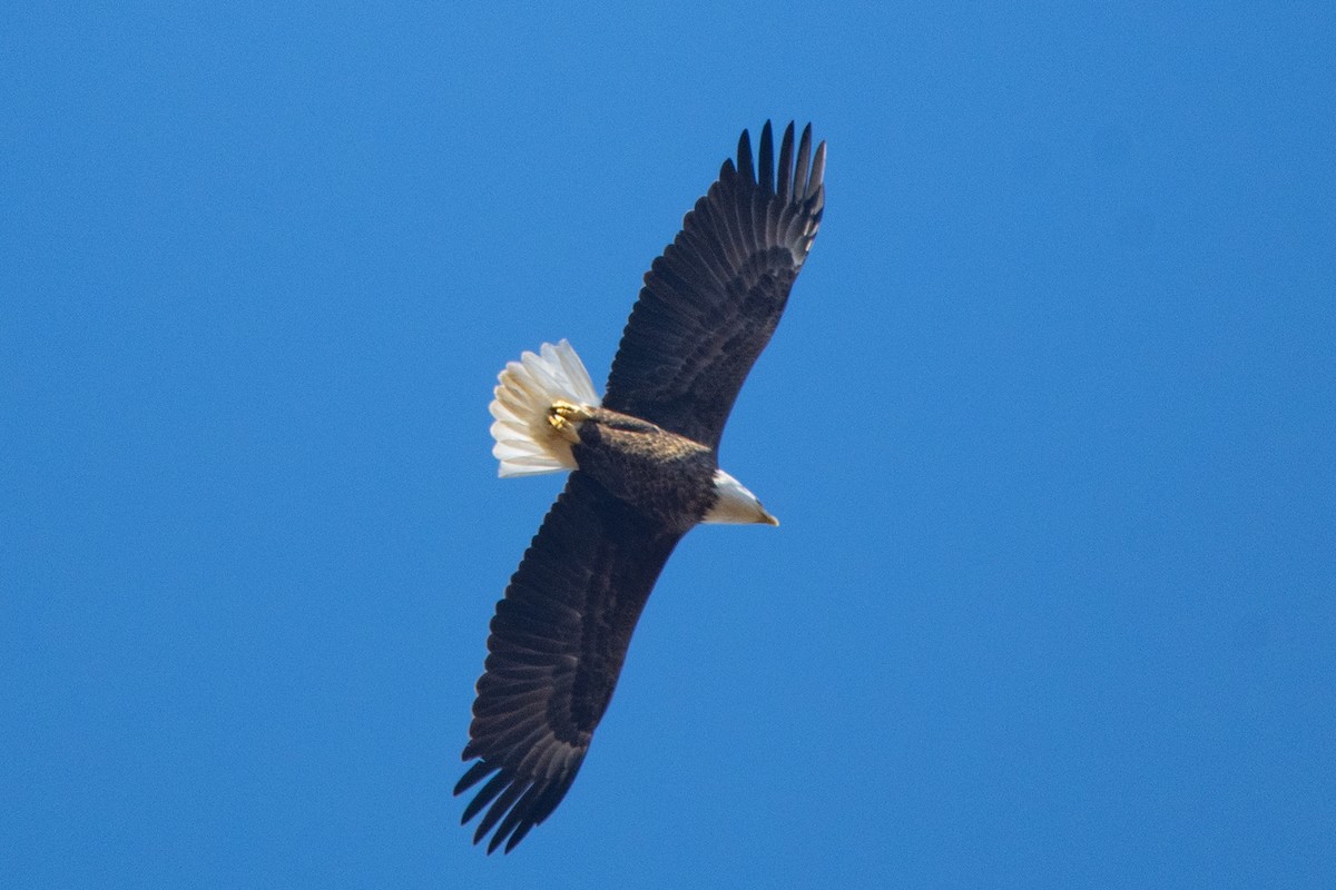 ハクトウワシ - ML645238446