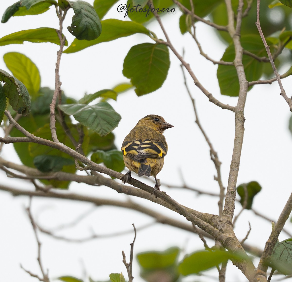 Andean Siskin - ML645238448