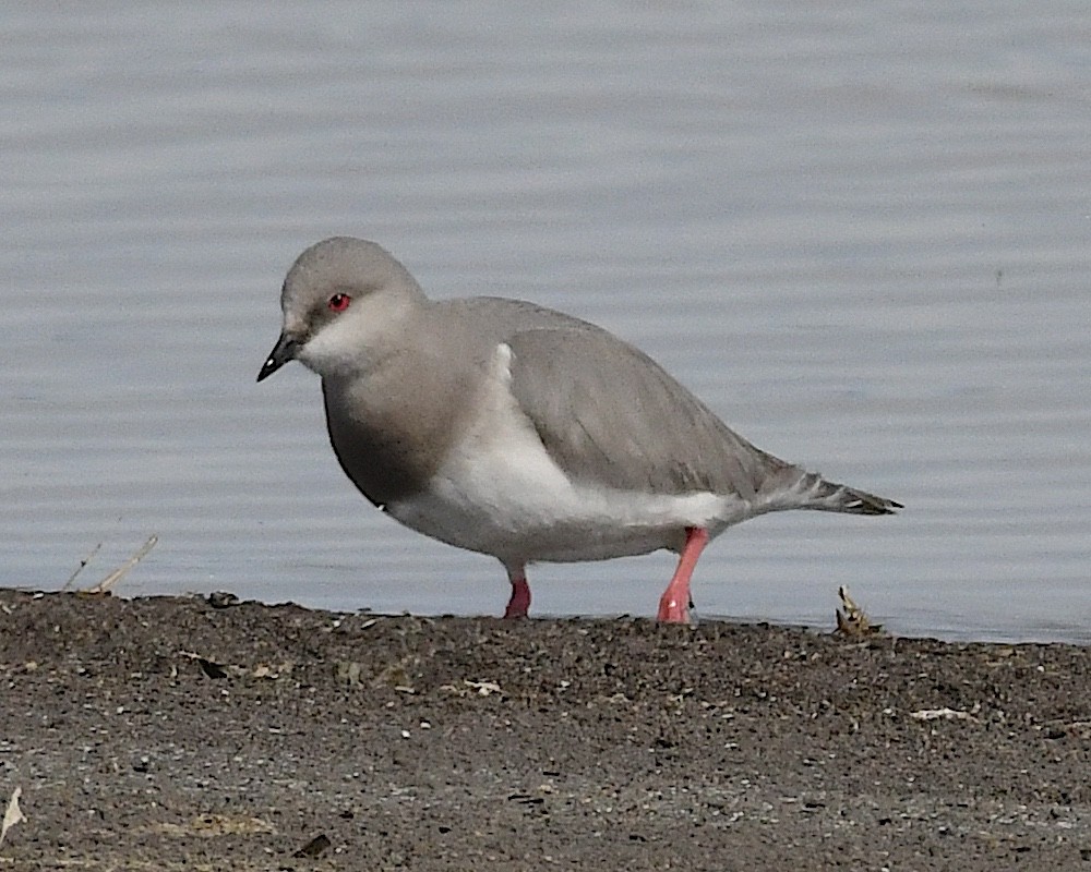 Магелланова ржанка - ML645238449