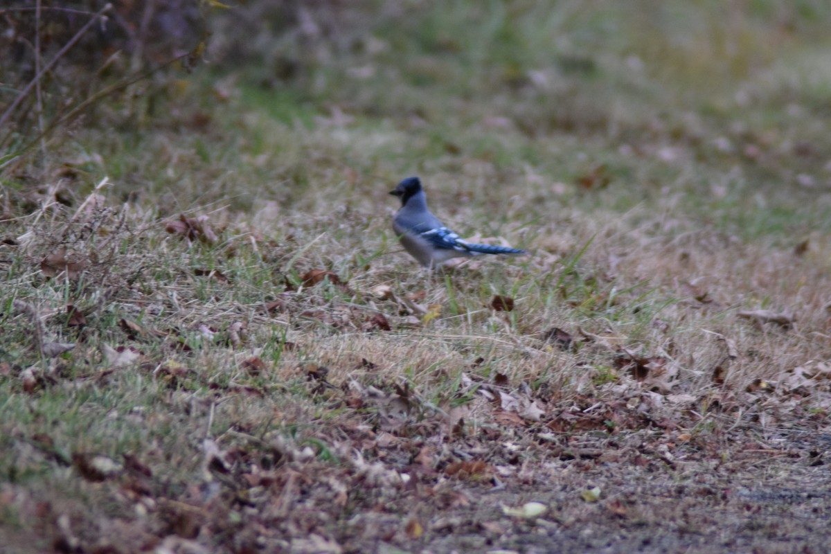 Blue Jay - ML645238452