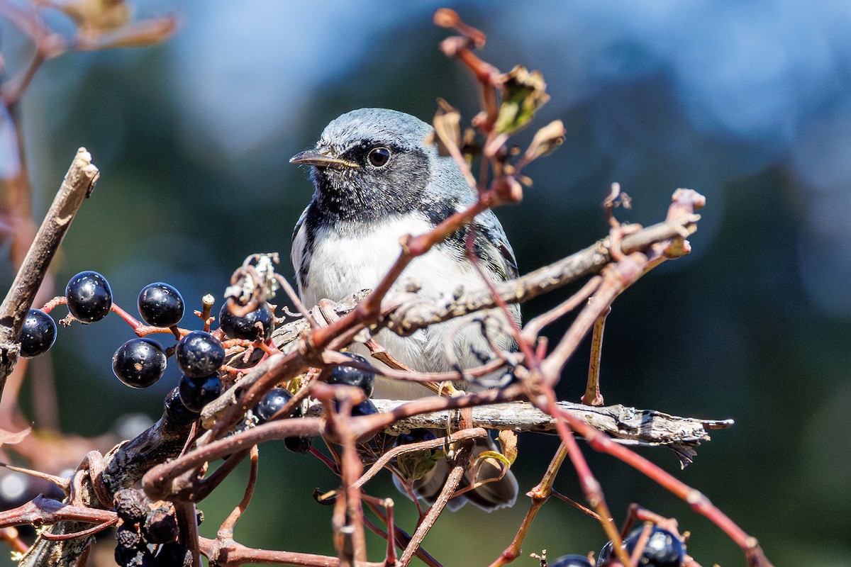 lesňáček modrohřbetý - ML645238465