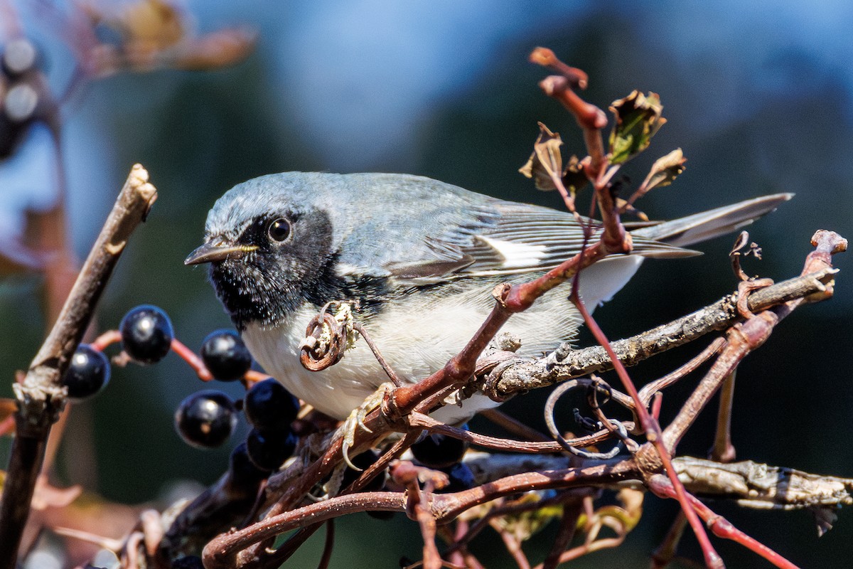 lesňáček modrohřbetý - ML645238467