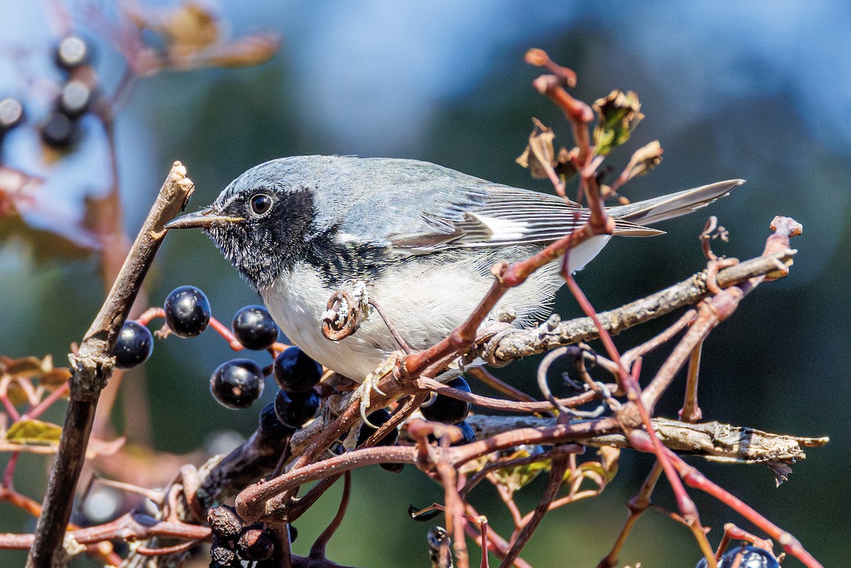 lesňáček modrohřbetý - ML645238469