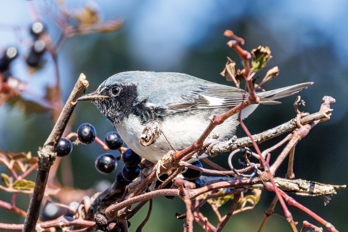 lesňáček modrohřbetý - ML645238472