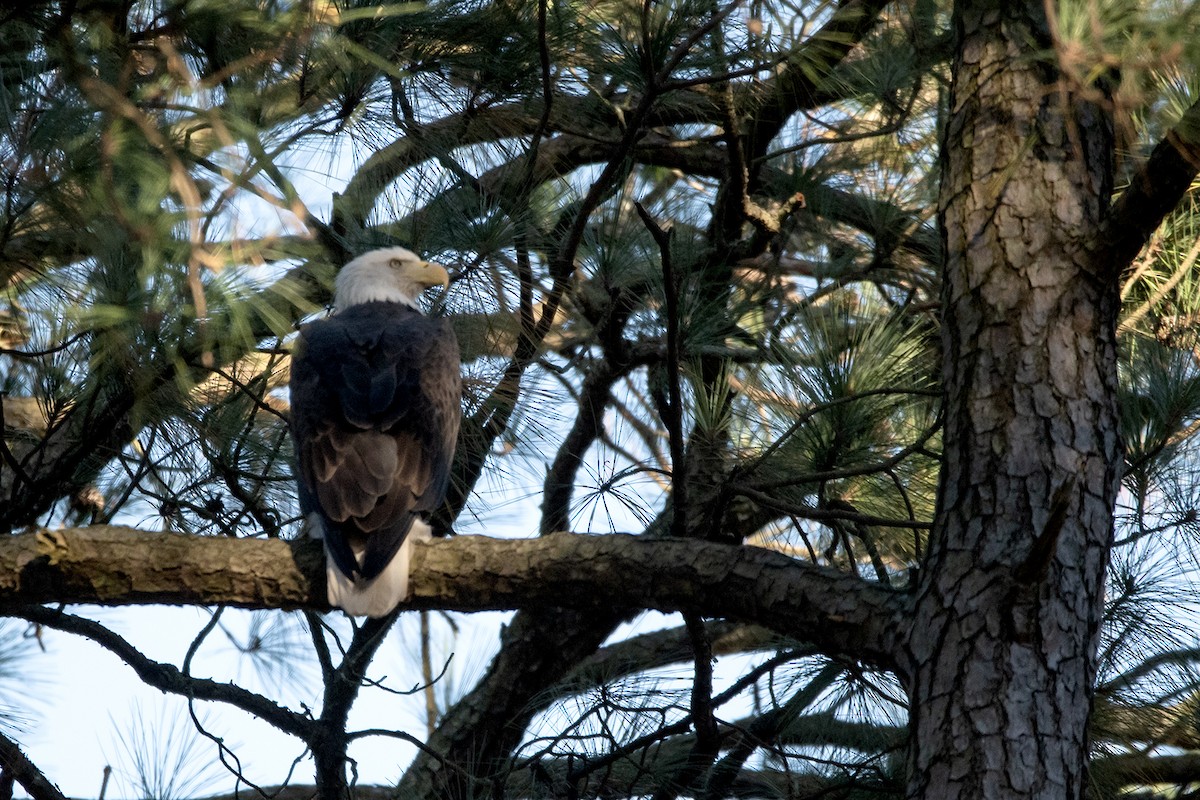 ハクトウワシ - ML645238475