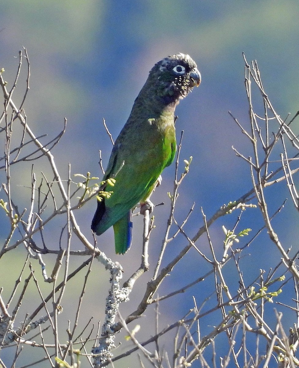 Scaly-headed Parrot - ML645238484