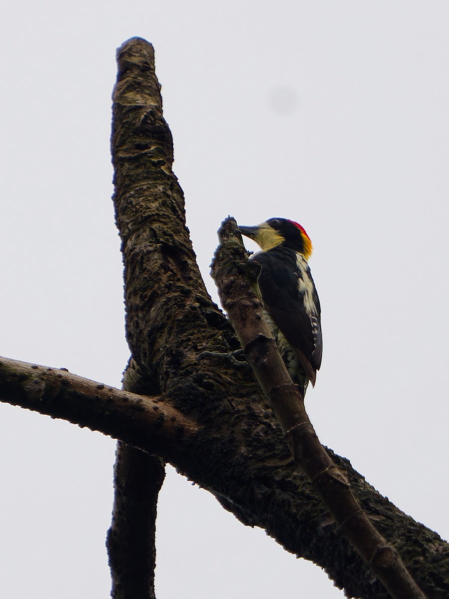 Beautiful Woodpecker - ML645238485