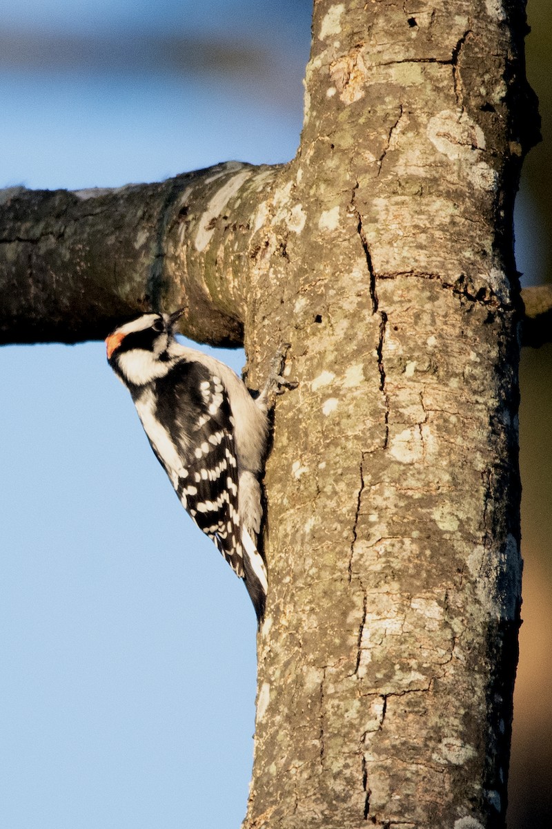 strakapoud osikový - ML645238494