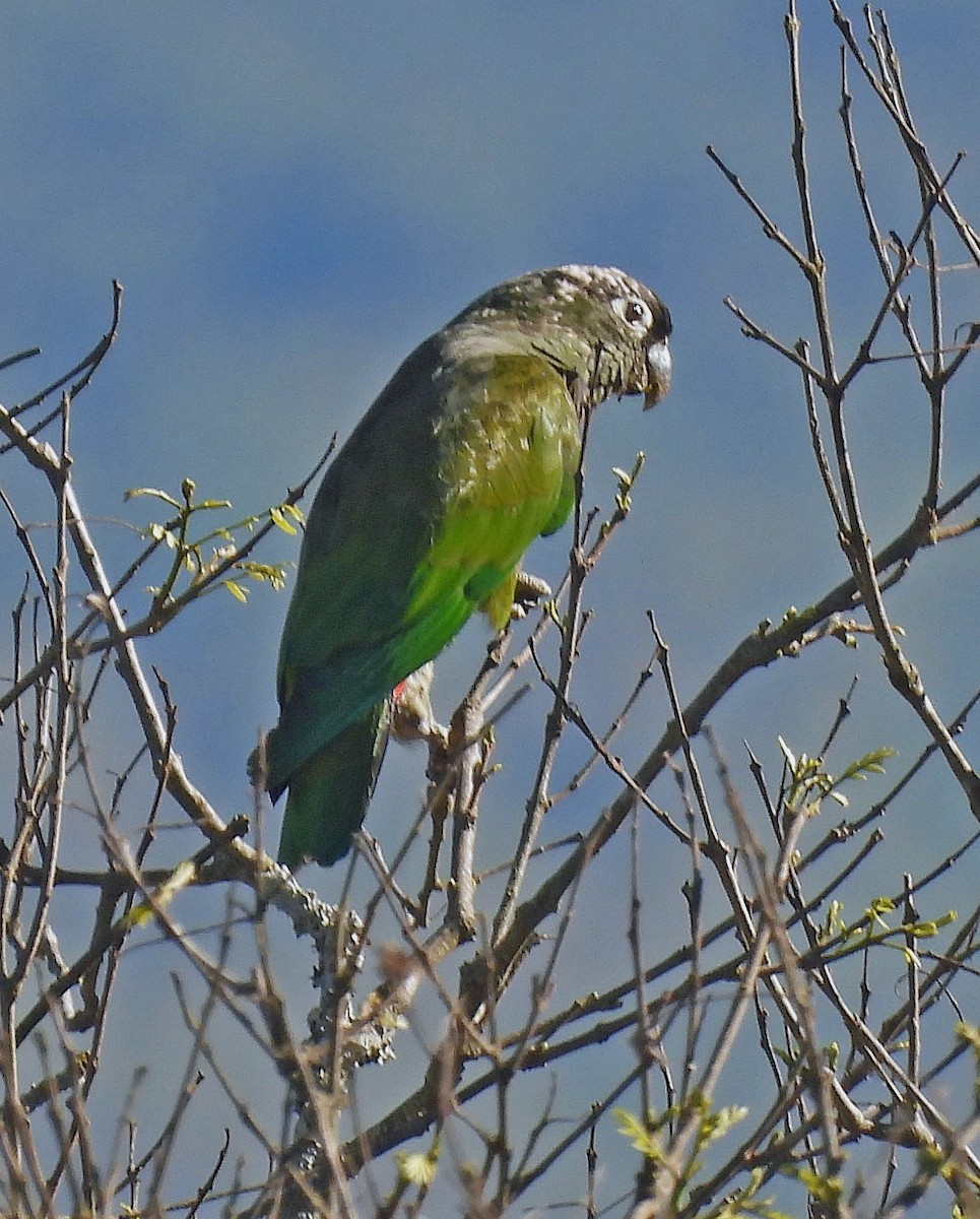 Scaly-headed Parrot - ML645238495