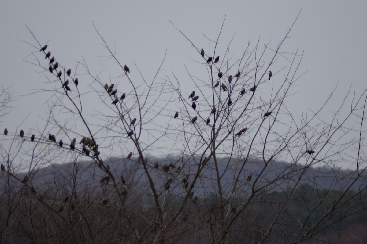 Arabazozo pikarta - ML645238496