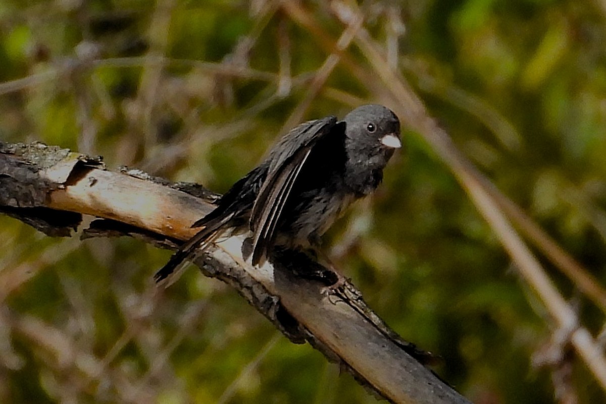 strnadec zimní - ML645238499