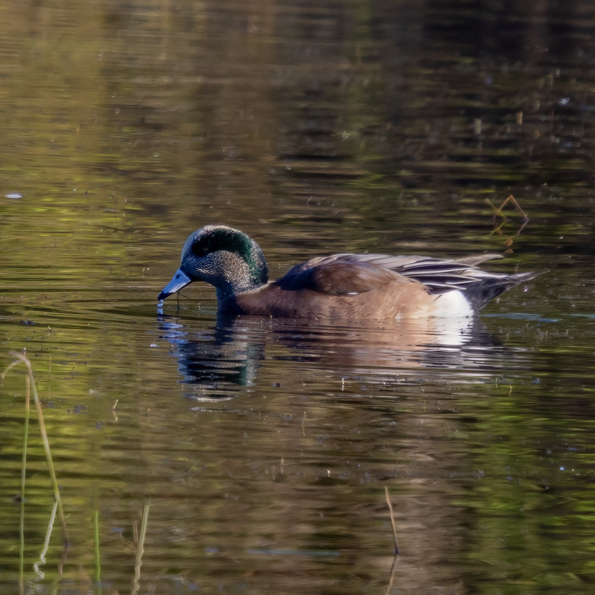 hvízdák americký - ML645238505