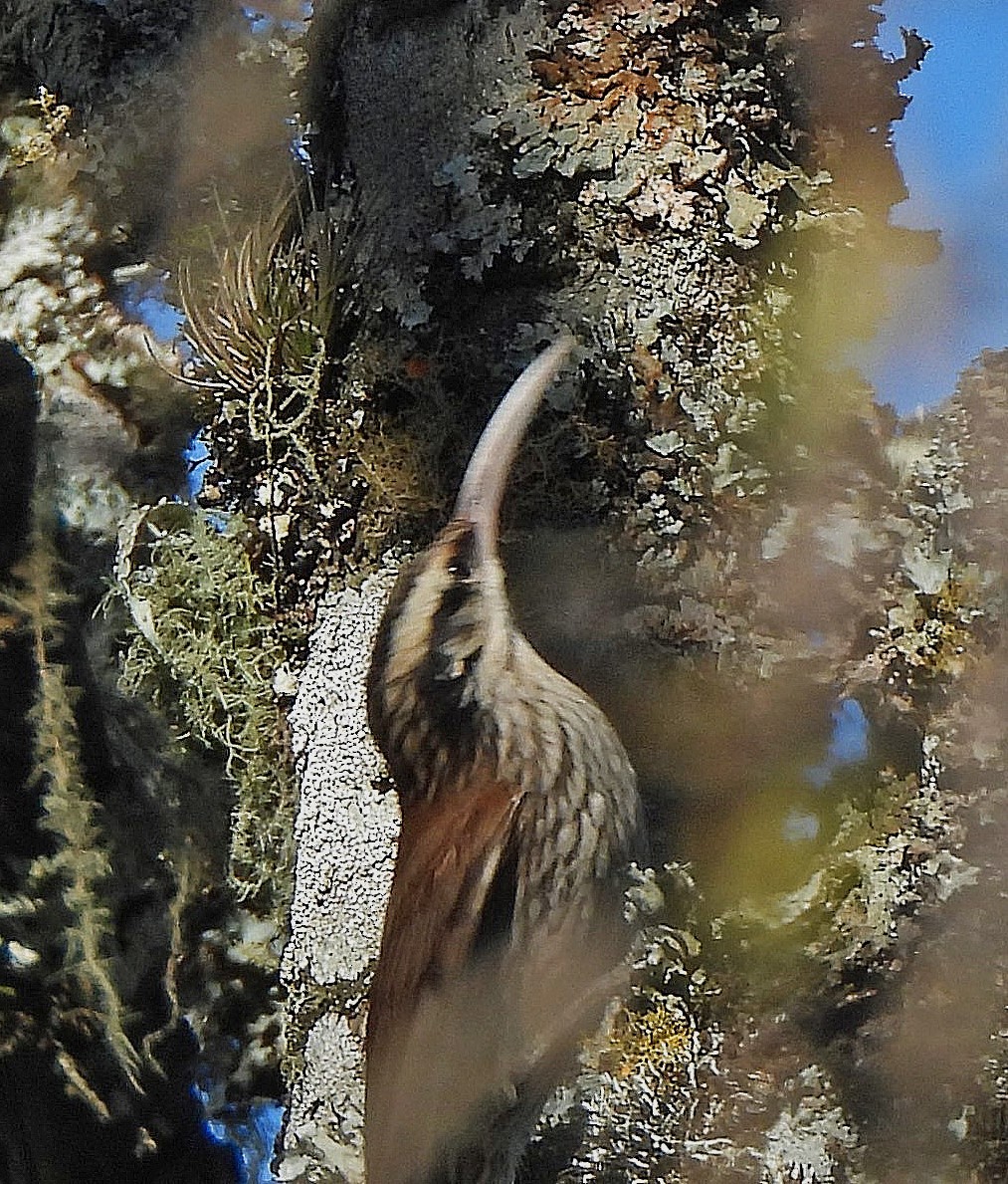 Narrow-billed Woodcreeper - ML645238506