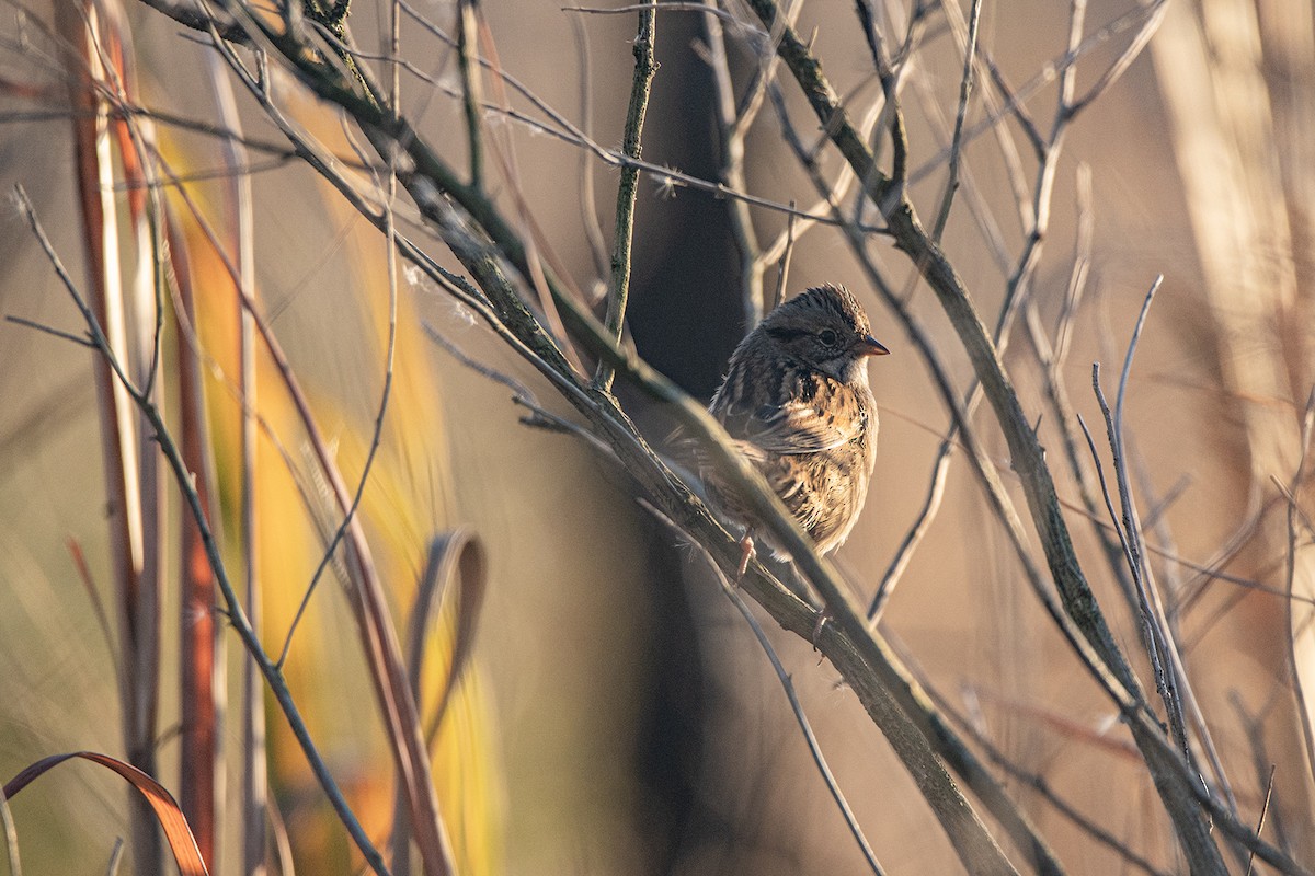 Bruant des marais - ML645238507