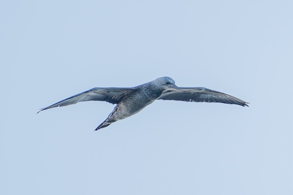 Northern Gannet - ML645238508
