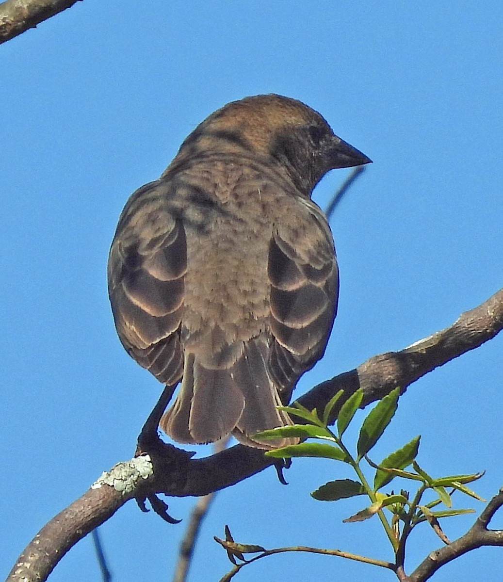 Shiny Cowbird - ML645238512