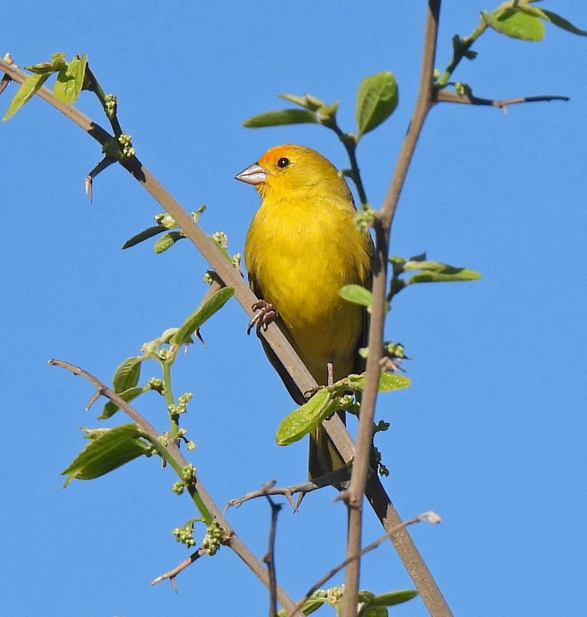Saffron Finch - ML645238520