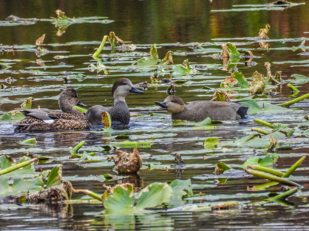 Нерозень - ML645238526