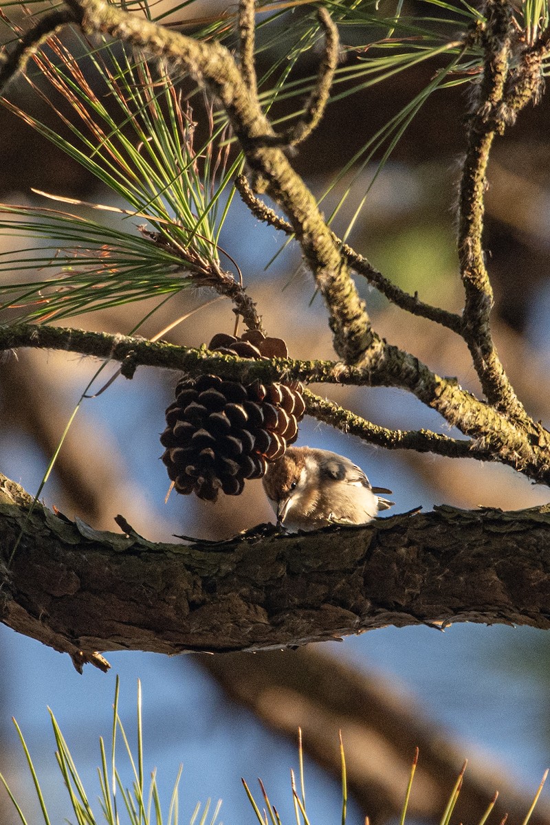 Sittelle à tête brune - ML645238528