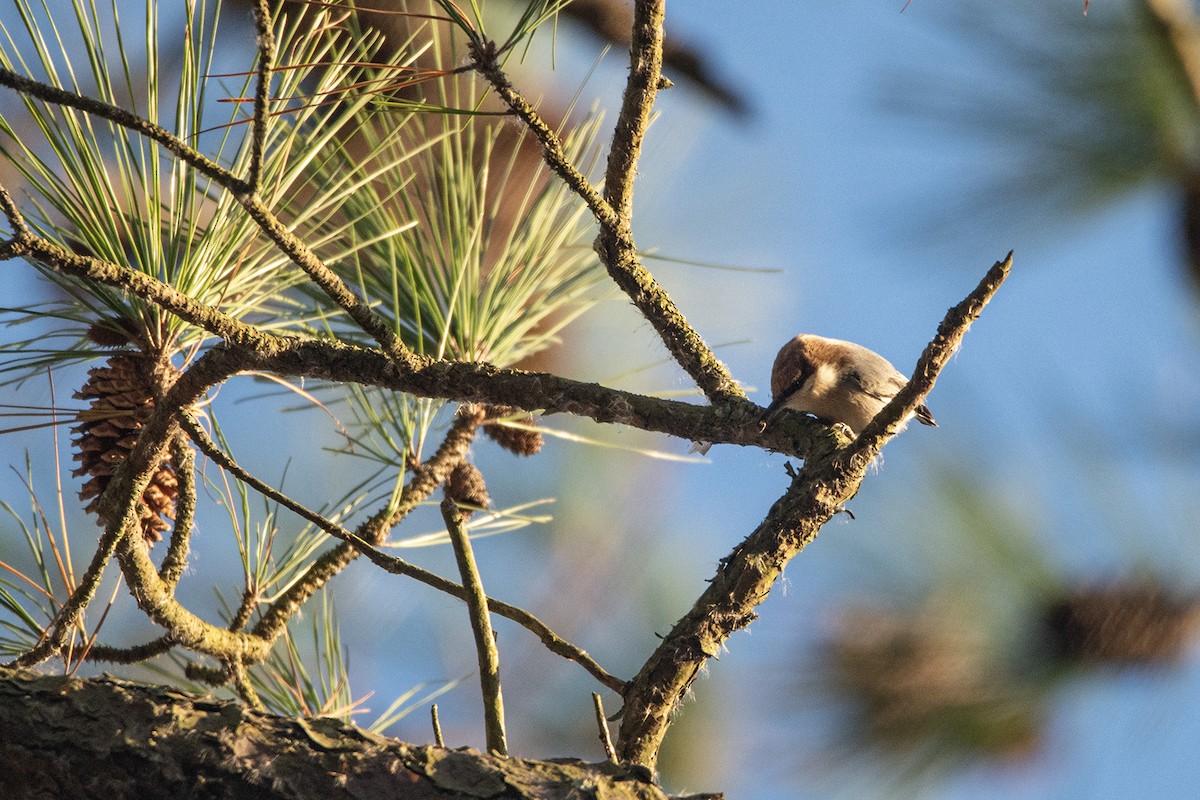 Sittelle à tête brune - ML645238529