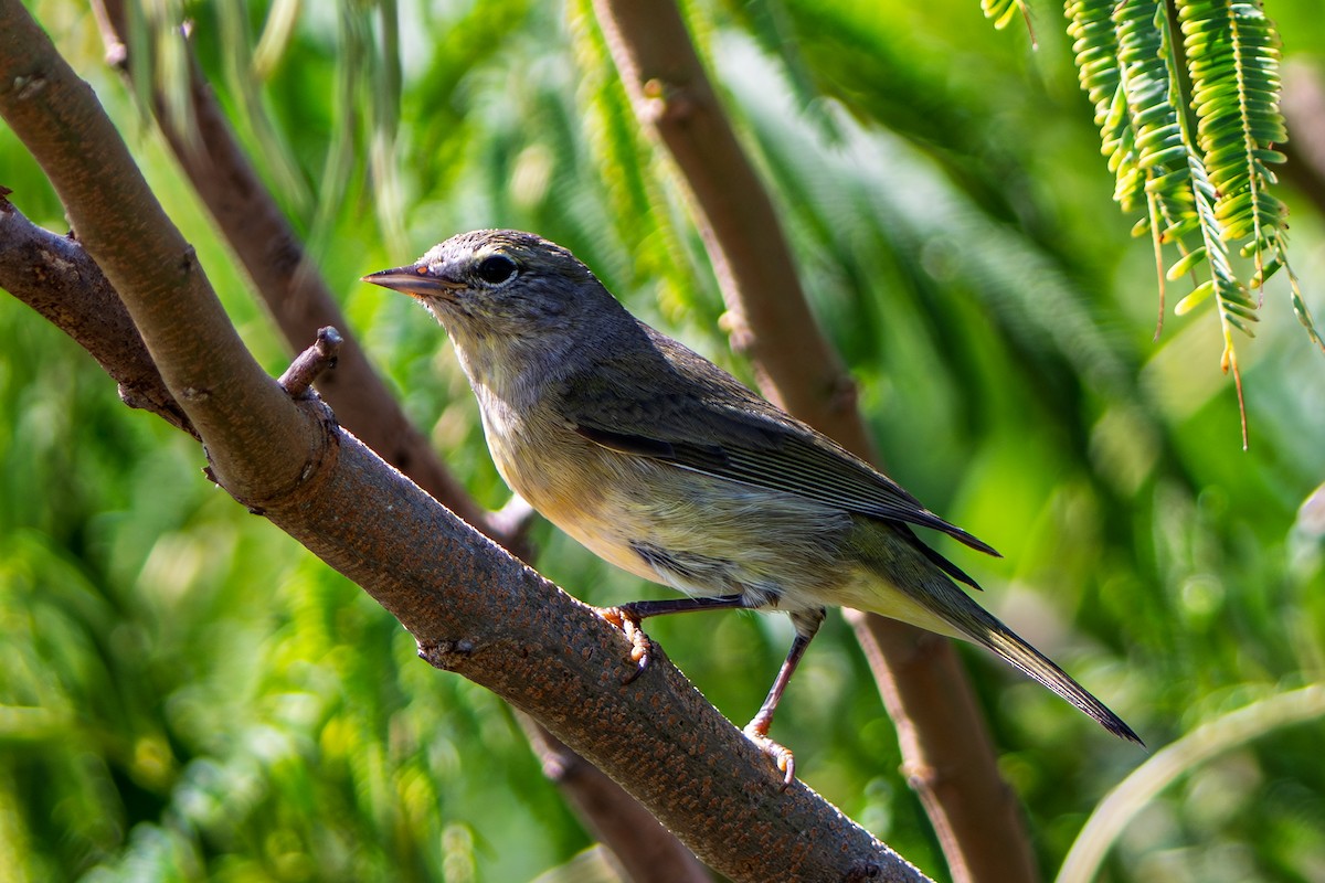 Червоїд світлобровий - ML645238531