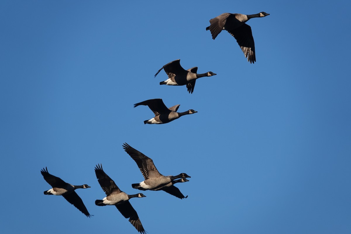 Canada Goose - ML645238542