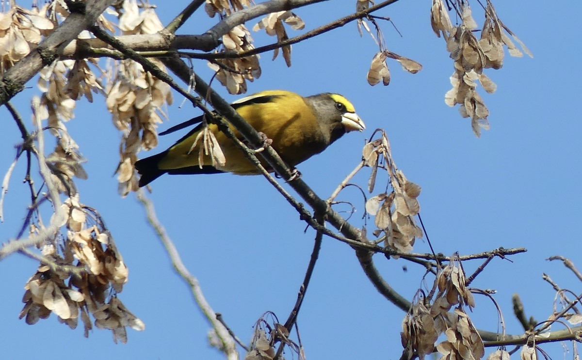 Evening Grosbeak - ML645238558