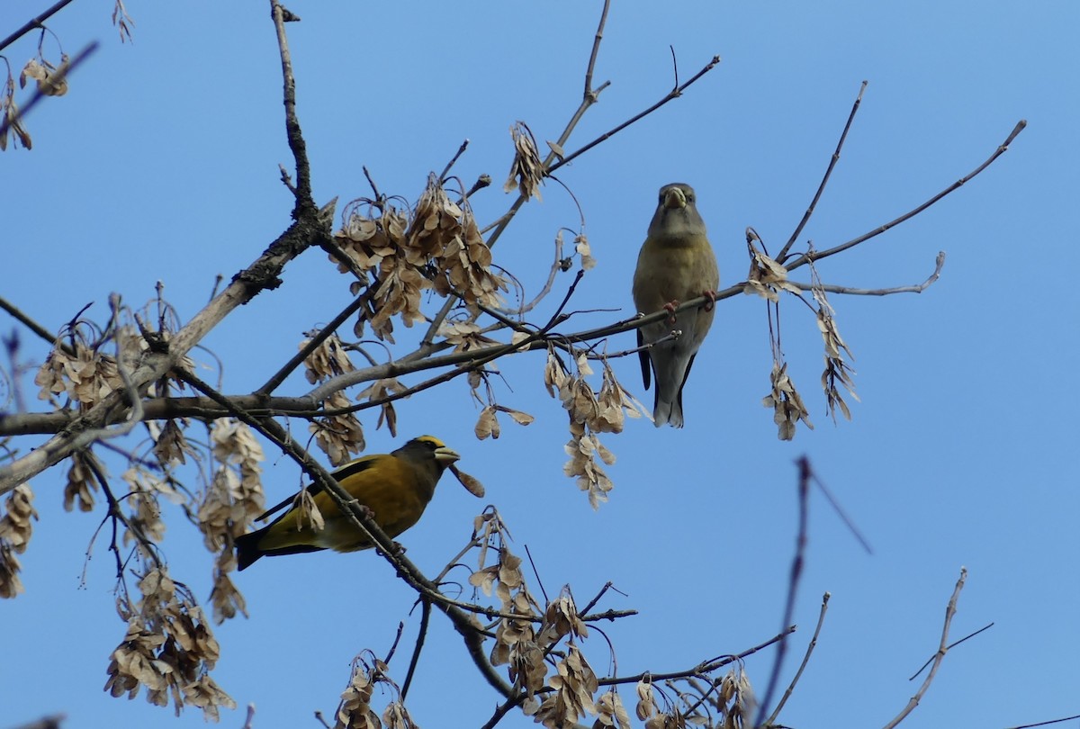 Evening Grosbeak - ML645238559