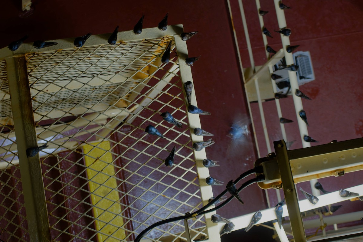 vlaštovka obecná - ML645238560