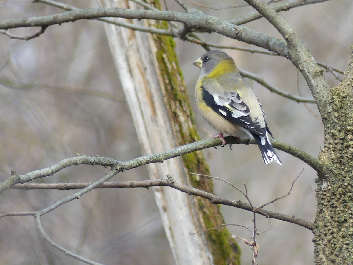 Evening Grosbeak - ML645238561