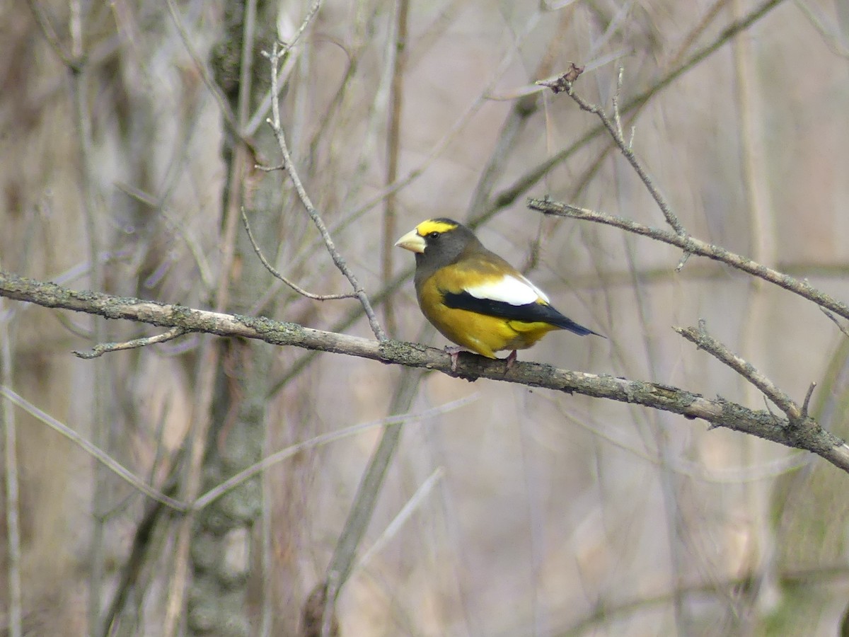 Evening Grosbeak - ML645238562