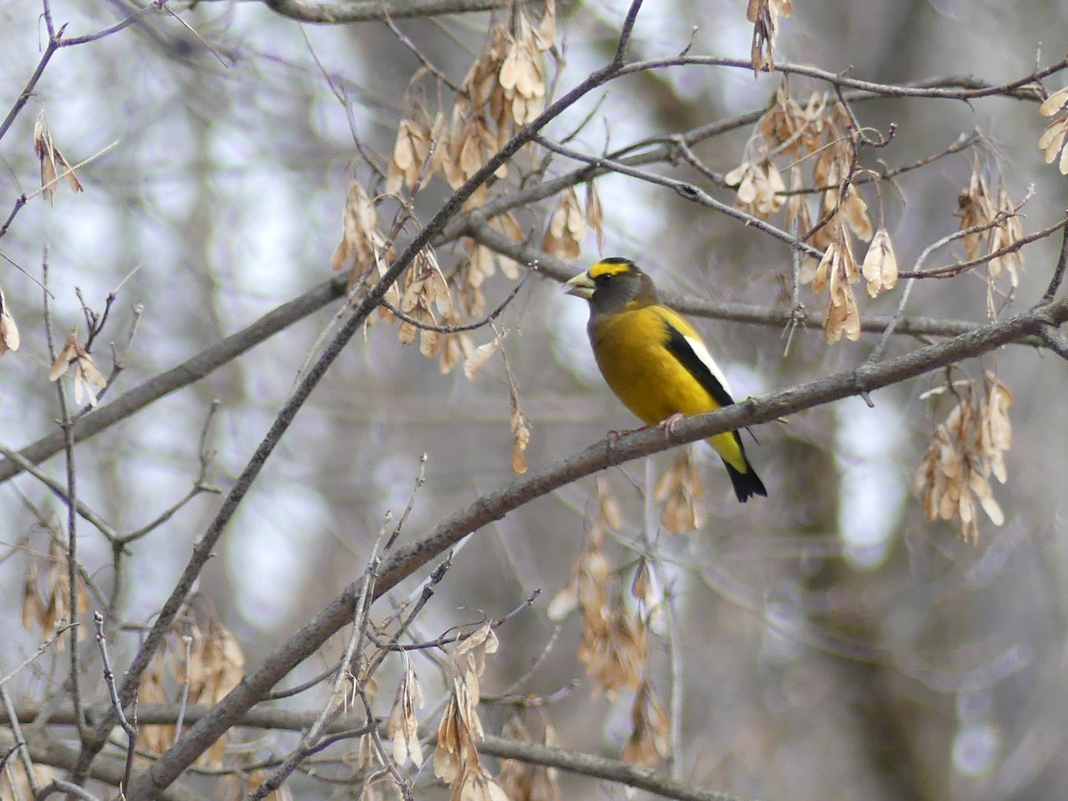 Evening Grosbeak - ML645238563