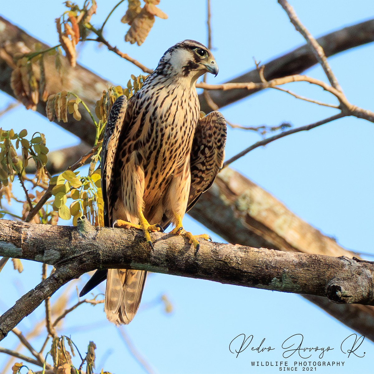 sokol stěhovavý - ML645238565