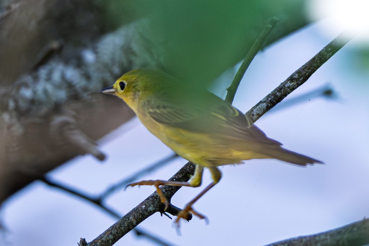 Northern Yellow Warbler - ML645238566